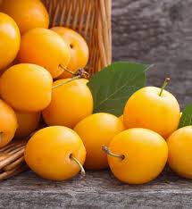 تصویر 5 از تأمین و فروش عمده کنسانتره آلو