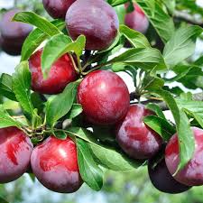 تصویر 4 از تأمین و فروش عمده کنسانتره آلو