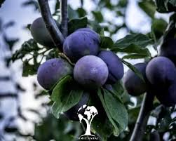 خرید کنسانتره میوه