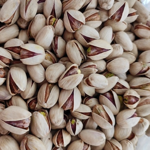 پسته کله قوچی مجلسی + گزینه ای خاص برای آجیل های ممتاز + قیمت و خرید عمده