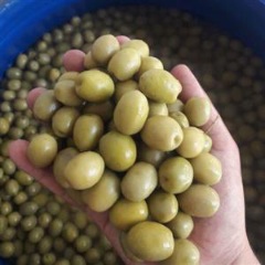 فروش زیتون ویژه