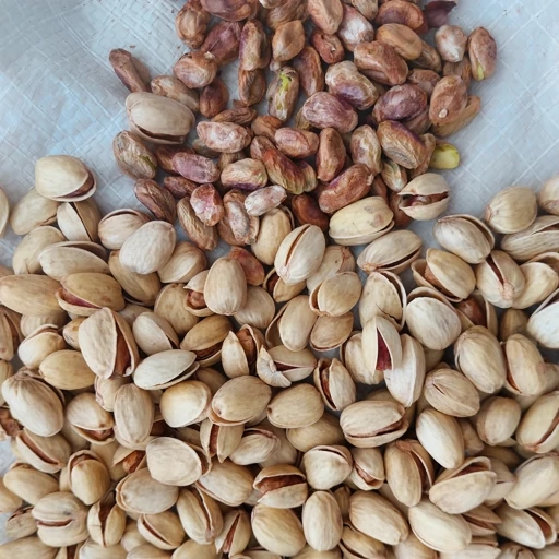 پسته کله قوچی درشت دانه + مناسب آجیل های ممتاز و مجلسی + قیمت و خرید عمده